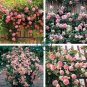 Trepadora Roses  Colorful Climbing Shrub Flowers 200 Seeds