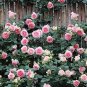 Trepadora Roses  Colorful Climbing Shrub Flowers 200 Seeds