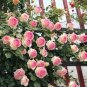 Trepadora Roses Colorful Climbing Shrub Flowers 200 Seeds