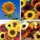 Generic Fresh 50 pcs Sunflower 100 Seeds