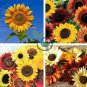 Generic Fresh 50 pcs Sunflower 100 Seeds