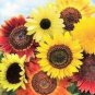 Generic Fresh 50 pcs Sunflower 100 Seeds