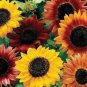 Generic Fresh 50 pcs Sunflower 100 Seeds