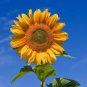 Generic Fresh 50 pcs Sunflower 100 Seeds