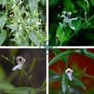 Andrographis Paniculata Green Chiretta 100 Seeds