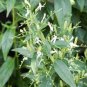 Andrographis Paniculata Green Chiretta 100 Seeds