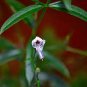 Andrographis Paniculata Green Chiretta 100 Seeds