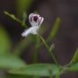 Andrographis Paniculata Green Chiretta 100 Seeds