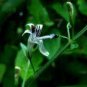 Andrographis Paniculata Green Chiretta 100 Seeds