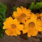 Mexican Sunflower Yellow Torch Flower Tithonia Speciosa/Annual 70 seeds