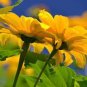 Mexican Sunflower Yellow Torch Flower Tithonia Speciosa/Annual 70 seeds