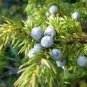 Common Juniper Juniperus Communis Tree Shrub  120 Seeds