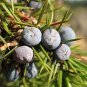 Common Juniper Juniperus Communis Tree Shrub  120 Seeds