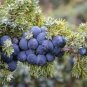 Common Juniper Juniperus Communis Tree Shrub  120 Seeds