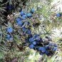 Common Juniper Juniperus Communis Tree Shrub 120 Seeds