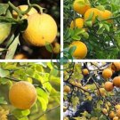 Hardy Orange seed (Poncirus trifoliata) a.k.a Chinese Bitter Orange 100 Seeds