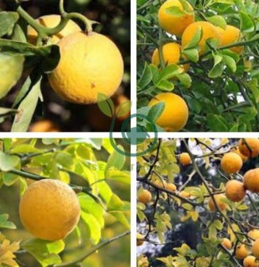 Hardy Orange seed (Poncirus trifoliata) a.k.a Chinese Bitter Orange 100 Seeds