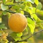 Hardy Orange seed (Poncirus trifoliata) a.k.a Chinese Bitter Orange 100 Seeds