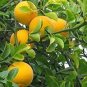 Hardy Orange seed (Poncirus trifoliata) a.k.a Chinese Bitter Orange 100 Seeds