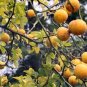 Hardy Orange seed (Poncirus trifoliata) a.k.a Chinese Bitter Orange 100 Seeds
