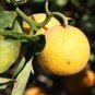Hardy Orange seed (Poncirus trifoliata) a.k.a Chinese Bitter Orange 100 Seeds