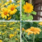 Mexican Sunflower Yellow Torch Flower 70 Seeds