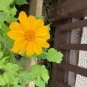 Mexican Sunflower Yellow Torch Flower 70 Seeds