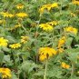 Mexican Sunflower Yellow Torch Flower 70 Seeds