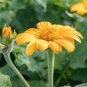 Mexican Sunflower Yellow Torch Flower 70 Seeds