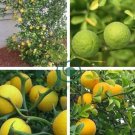 Hardy Orange seed (Poncirus trifoliata) a.k.a Chinese Bitter Orange 100 Seeds