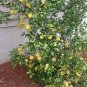 Hardy Orange seed (Poncirus trifoliata) a.k.a Chinese Bitter Orange 100 Seeds