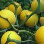 Hardy Orange seed (Poncirus trifoliata) a.k.a Chinese Bitter Orange 100 Seeds