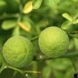 Hardy Orange seed (Poncirus trifoliata) a.k.a Chinese Bitter Orange 100 Seeds