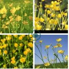 Meadow Buttercup Sunny Beauty Easy to Seasons 200  Seeds
