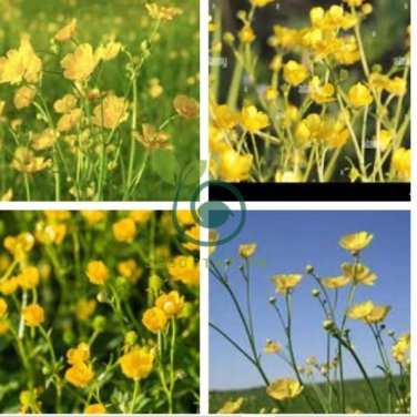 Meadow Buttercup Sunny Beauty Easy to Seasons 200  Seeds