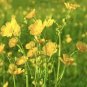 Meadow Buttercup Sunny Beauty Easy to Seasons 200 Seeds
