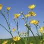 Meadow Buttercup Sunny Beauty Easy to Seasons 200  Seeds