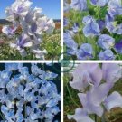 Blue Ripple Sweet Pea Lathyrus Odoratus 80 Seeds