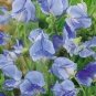 Blue Ripple Sweet Pea Lathyrus Odoratus 80 Seeds