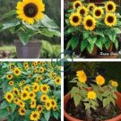 Bonsai Short Sunflowers 40 Seeds