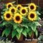 Bonsai Short Sunflowers 40 Seeds