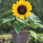 Bonsai Short Sunflowers 40 Seeds