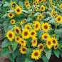 Bonsai Short Sunflowers 40 Seeds