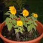 Bonsai Short Sunflowers 40 Seeds