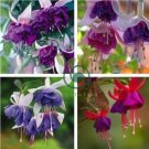 Fuchsia   Purple White Flowers 400 Seeds