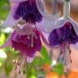 Fuchsia Purple White Flowers 400 Seeds