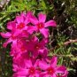 Phlox Subulata Wild Pink Moss Phlox 60 Seeds