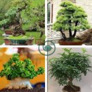Japanese Pistacia weinmannifolia Bonsai 100 Seeds