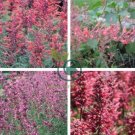 AGASTACHE 'HEATHER QUEEN' Hummingbrid Mint Hyssop Flower Herb 60 Seeds