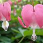 Dicentra Spectabilis 20 Seeds